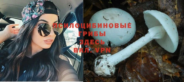 гидра Михайловка