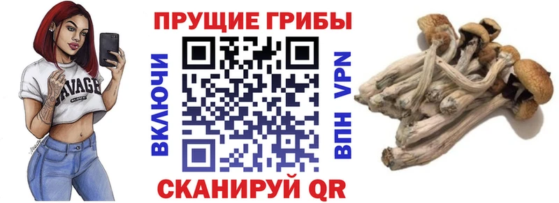 Псилоцибиновые грибы Psilocybine cubensis  KRAKEN   Партизанск 